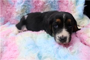 Julia - Basset Hound for sale