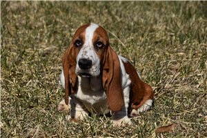 Kyrie - Basset Hound for sale
