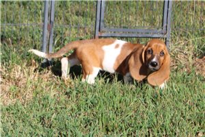 Johanna - Basset Hound for sale