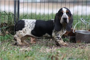 Soroya - Basset Hound for sale