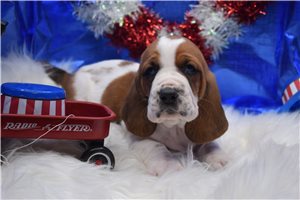 Asher - Basset Hound for sale