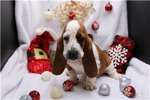 Selena - Basset Hound for sale