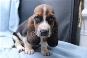 Justin - Basset Hound for sale