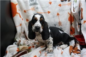 Sutton - puppy for sale