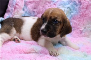 Johanna - Basset Hound for sale