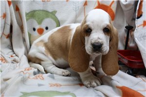Siegfried - puppy for sale