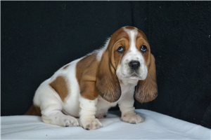 Paisley - Basset Hound for sale