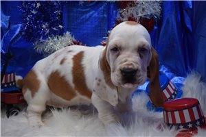 Pearl - Basset Hound for sale
