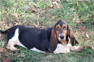 Marianna - Basset Hound for sale