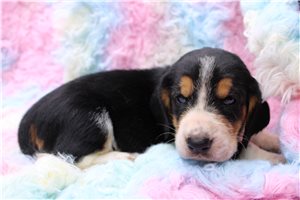 Jasmine - Basset Hound for sale