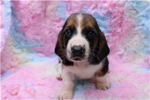 Justin - Basset Hound for sale