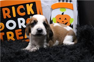 Sooner - puppy for sale