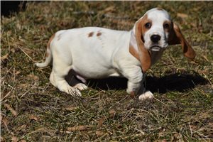 Murray - Basset Hound for sale