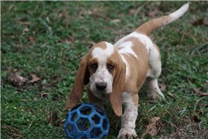 Sadie - Basset Hound for sale