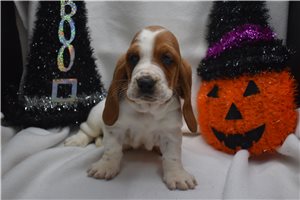 Violet - Basset Hound for sale