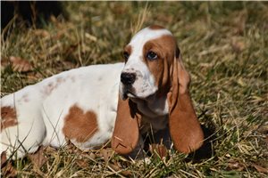 Lundy - Basset Hound for sale