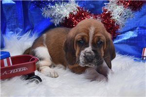 Andrew - Basset Hound for sale