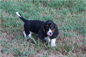 Julia - Basset Hound for sale