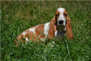 Jimney - Basset Hound for sale