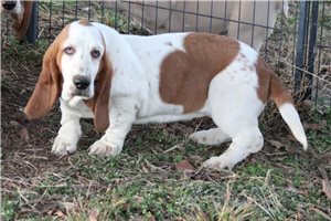 Sophie - Basset Hound for sale