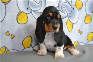 Noni - Basset Hound for sale