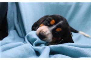 Julia - Basset Hound for sale