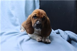 Johanna - Basset Hound for sale