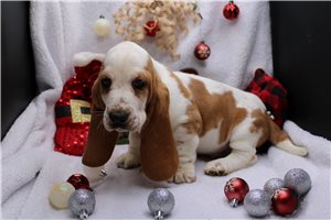 Sawyer - Basset Hound for sale