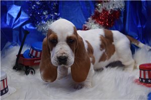 Penny - Basset Hound for sale