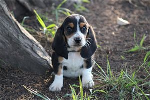 Maverick - puppy for sale