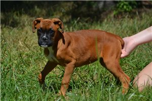Roberta - Boxer for sale