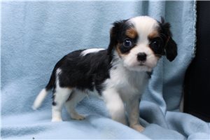 Louis - Cavalier King Charles Spaniel for sale