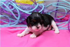 Pandora - puppy for sale
