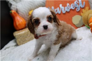 River - puppy for sale