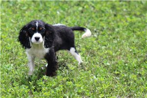 Pacino - Cavalier King Charles Spaniel for sale