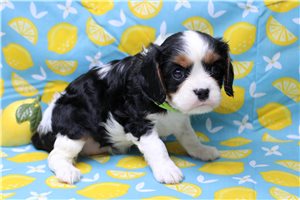 Paloma - Cavalier King Charles Spaniel for sale