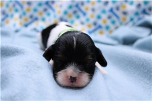 Lance - Cavalier King Charles Spaniel for sale