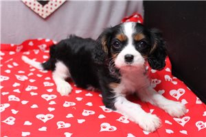 Onyx - Cavalier King Charles Spaniel for sale