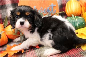 Lance - Cavalier King Charles Spaniel for sale