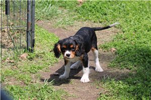 Orion - Cavalier King Charles Spaniel for sale