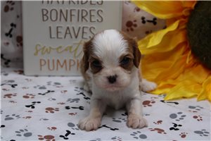 Rylee - puppy for sale