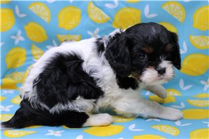 Pandora - Cavalier King Charles Spaniel for sale