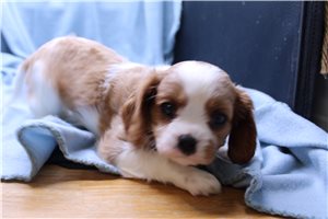Loren - puppy for sale