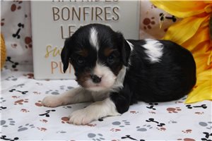Rosalyn - puppy for sale
