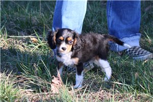 Orion - Cavalier King Charles Spaniel for sale