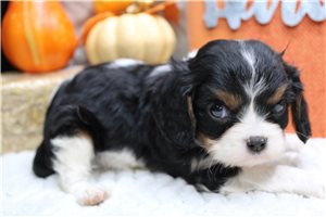 Ricardo - puppy for sale