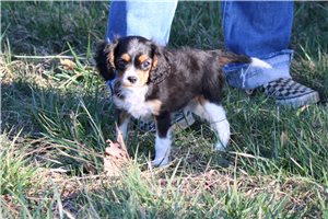 Orion - Cavalier King Charles Spaniel for sale