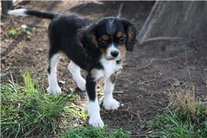 Orion - puppy for sale