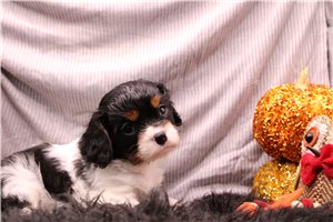 Lance - Cavalier King Charles Spaniel for sale
