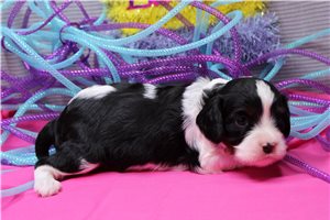 Pacino - Cavalier King Charles Spaniel for sale